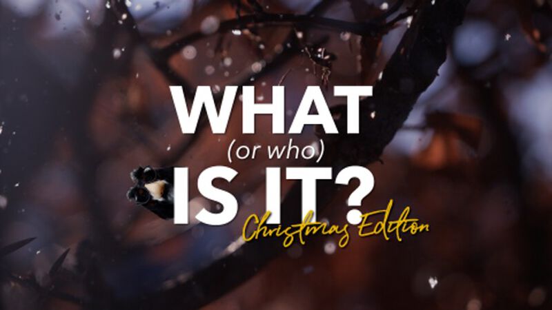 What or Who is it? Christmas Edition